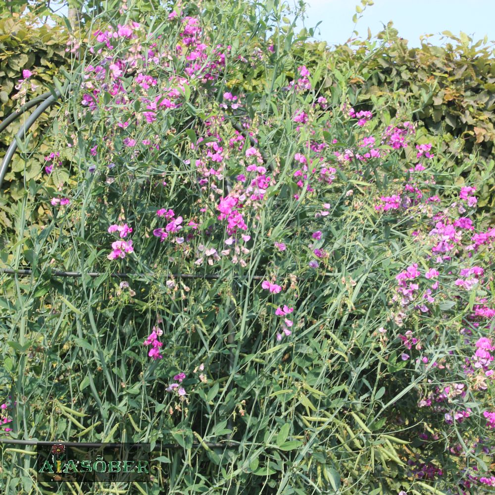 Laialehine seahernes 'Red Pearl' (6 tk) - Image 4