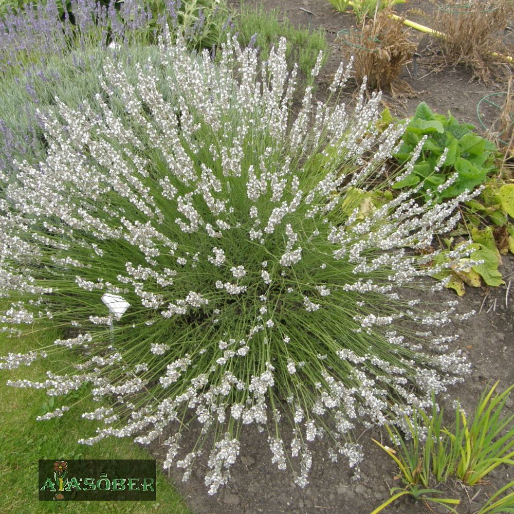 Tähklavendel 'Alba' (6 tk) - Image 3