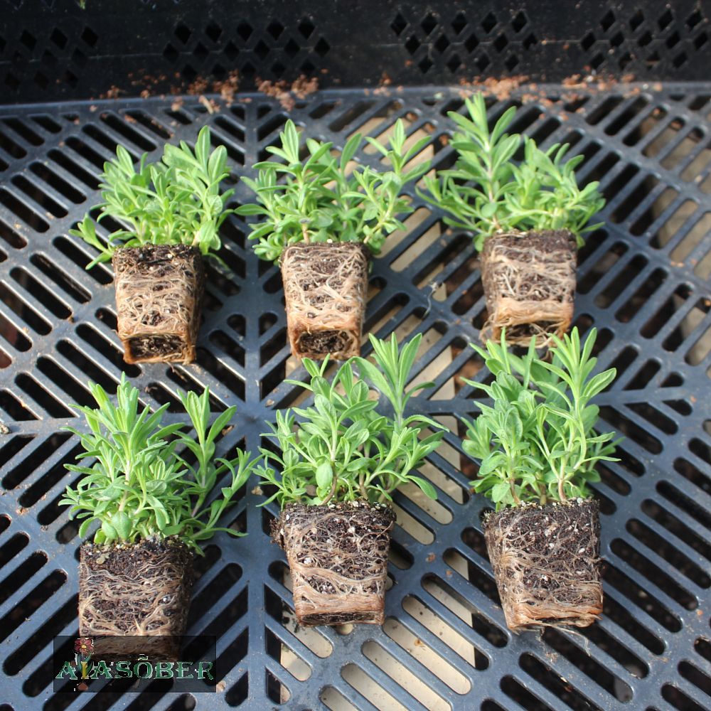 Tähklavendel 'Alba' (6 tk) - Image 4