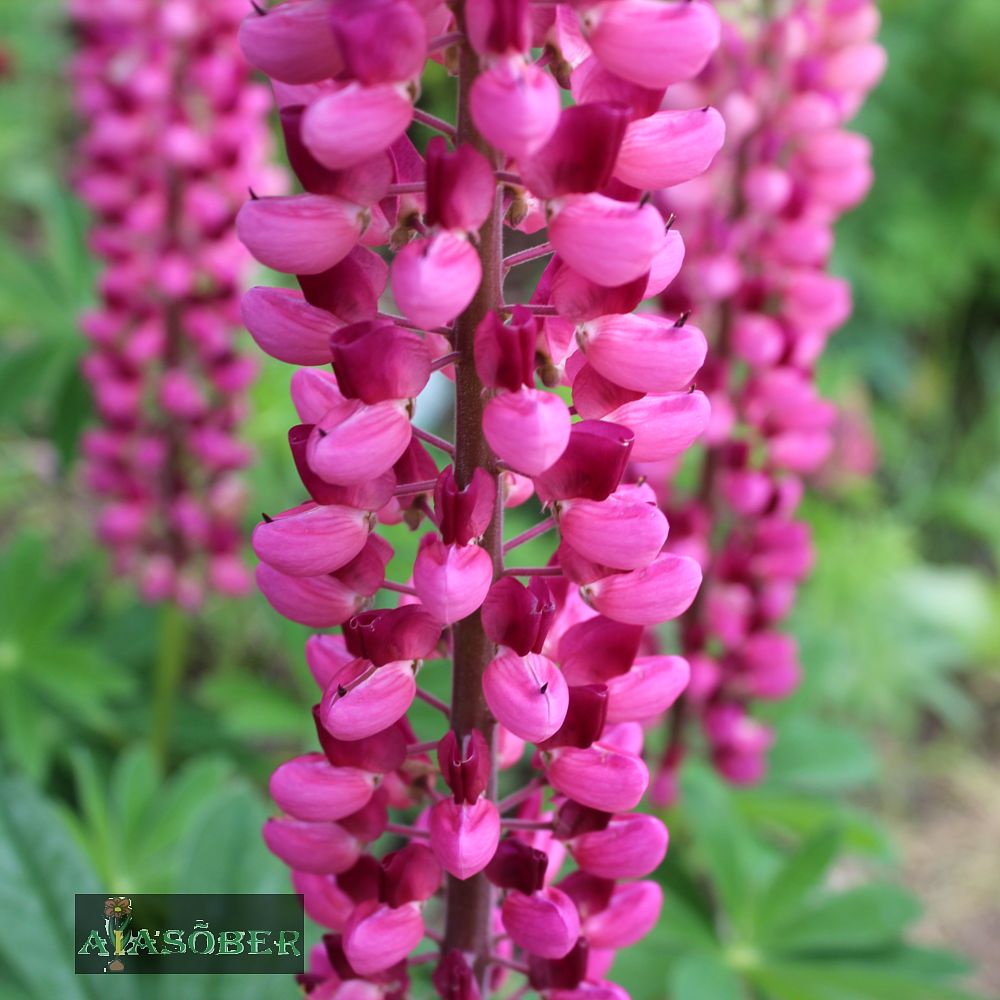 Lupiin 'My Castle' (6 tk) - Image 3