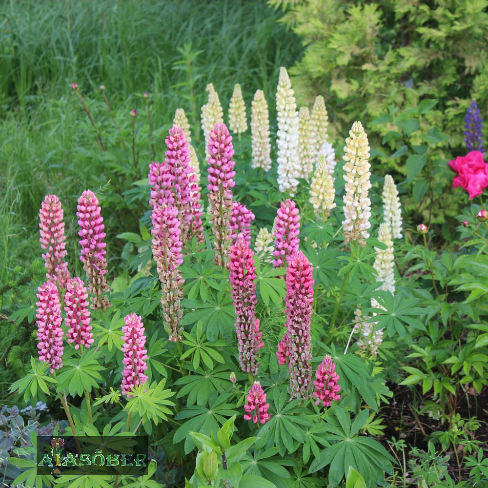 Lupiin 'My Castle' (6 tk) - Image 4