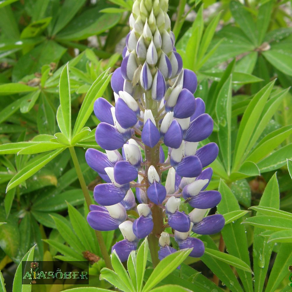 Lupiin 'The Governor' (6 tk) - Image 2