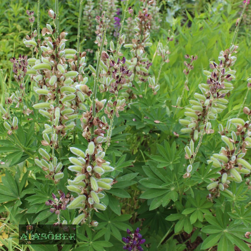 Lupiin 'The Governor' (6 tk) - Image 3