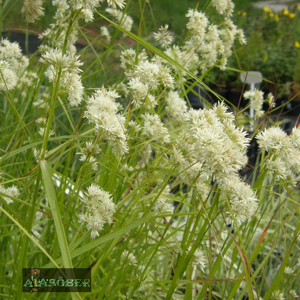 Lumi-piiphein (6 tk) - Image 3