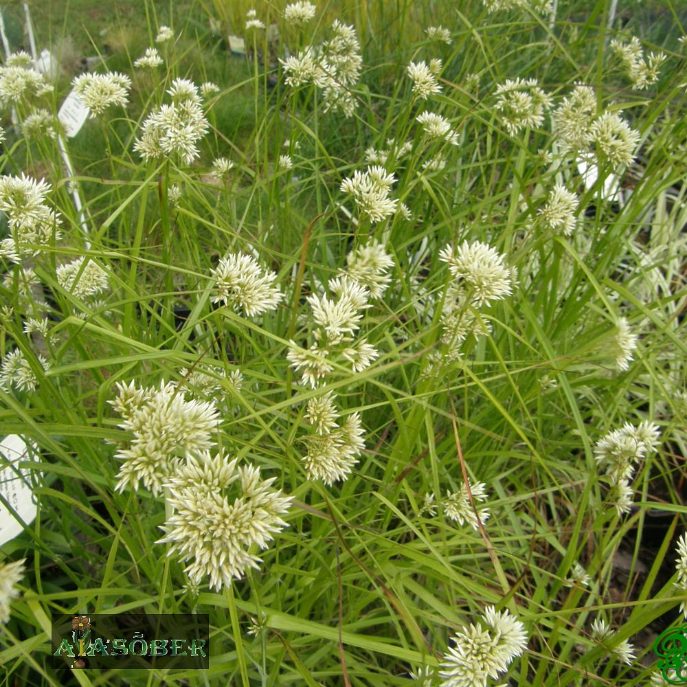 Lumi-piiphein (6 tk) - Image 4