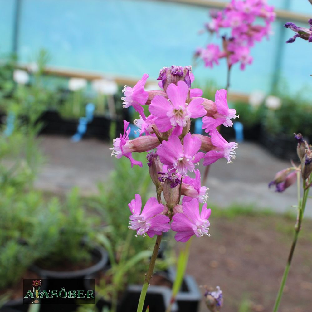 Särav tõrvalill (6 tk) - Image 3