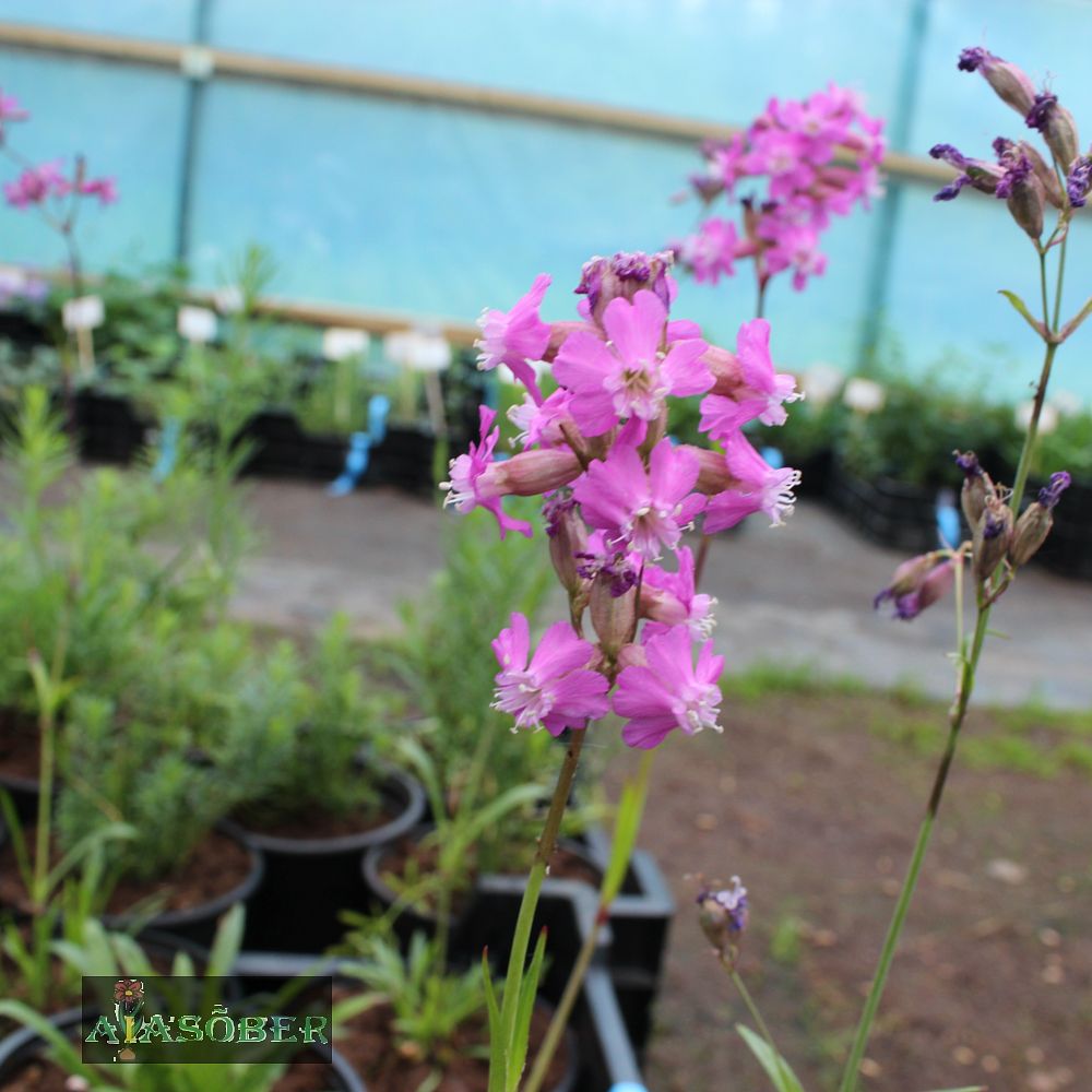 Särav tõrvalill (6 tk) - Image 4