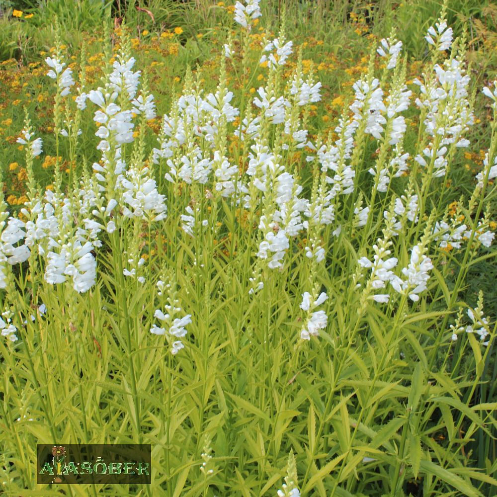 Virgiinia tonditupik 'Summersnow' (6 tk) - Image 3