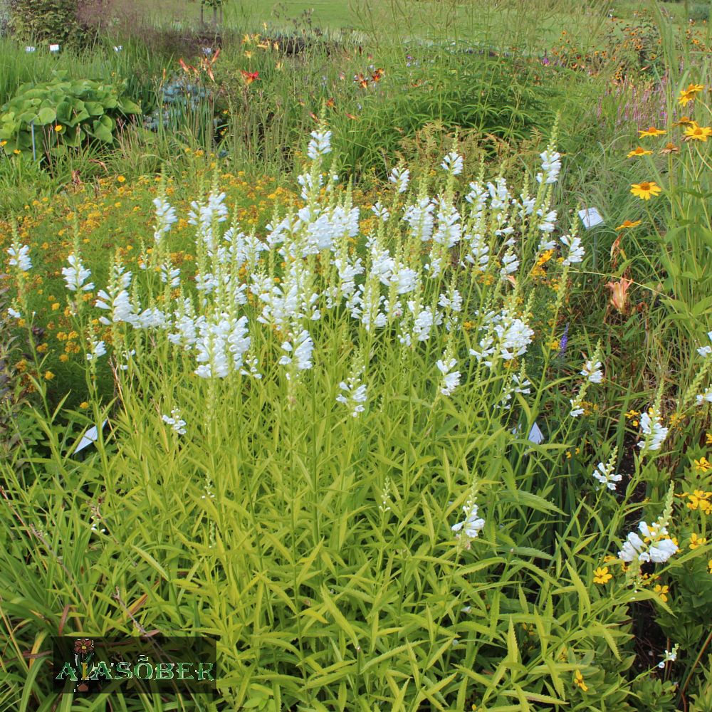 Virgiinia tonditupik 'Summersnow' (6 tk) - Image 4