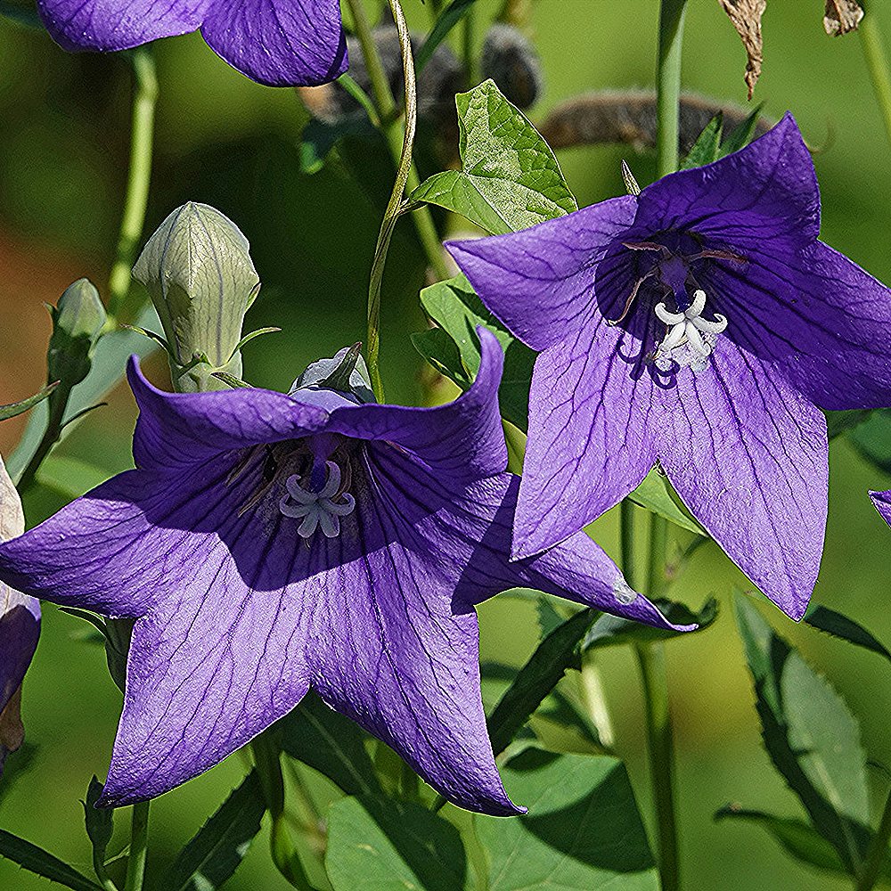 Suureõieline laikellukas 'Astra Blue' (6 tk) - Image 3