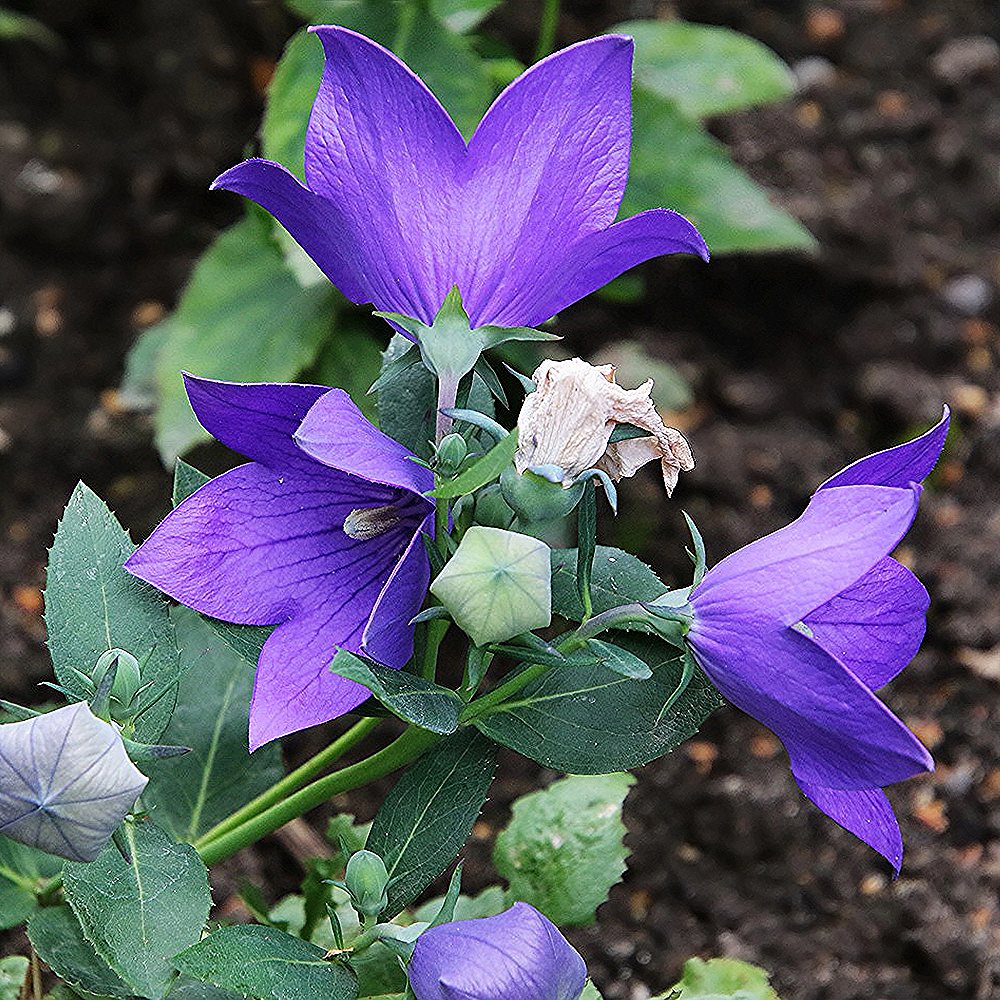 Suureõieline laikellukas 'Astra Blue' (6 tk) - Image 4