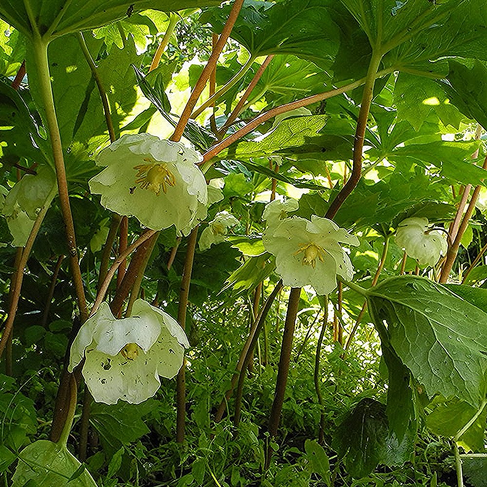 Kilpjas jalgleht (6 tk) - Image 2