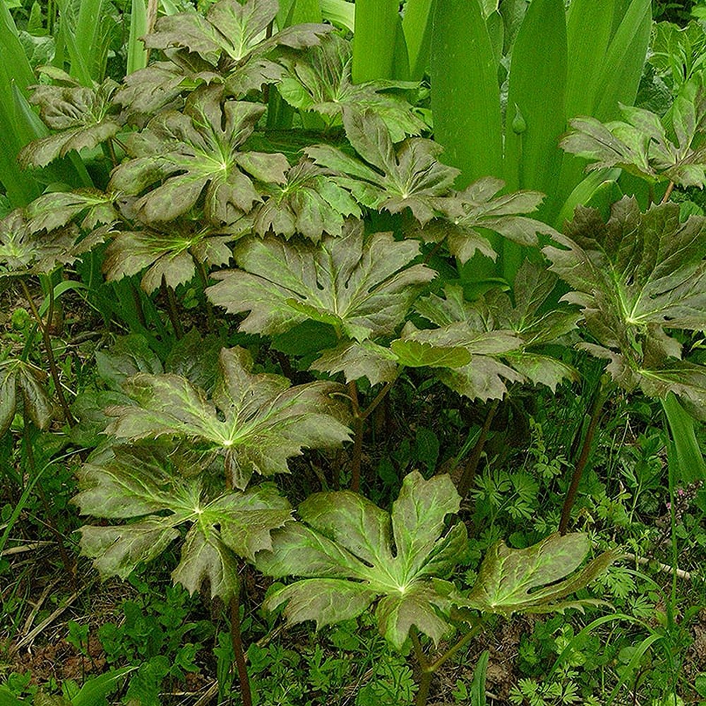 Kilpjas jalgleht (6 tk) - Image 3