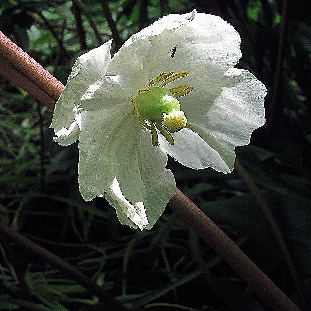 Kilpjas jalgleht (6 tk) - Image 4