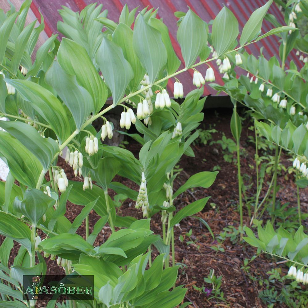 Kaheõieline kuutõverohi (6 tk) - Image 3