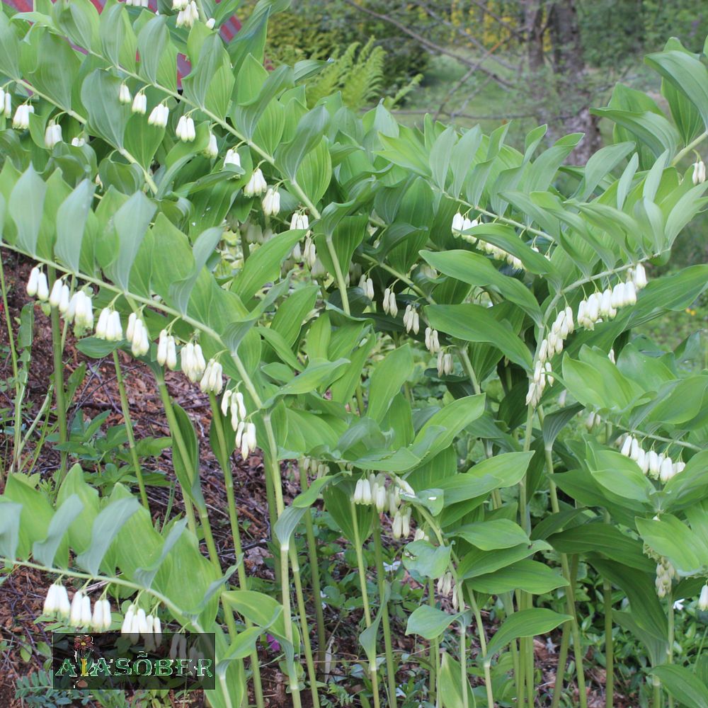 Kaheõieline kuutõverohi (6 tk) - Image 4