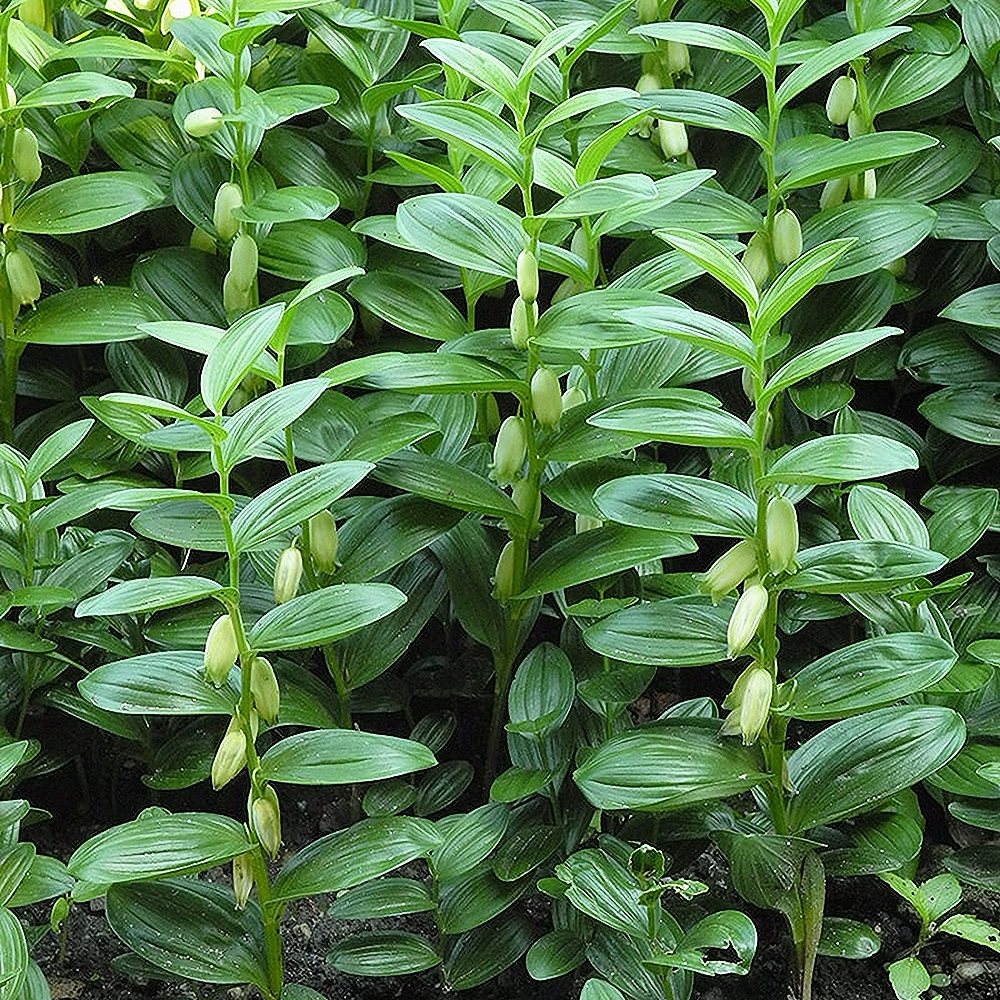 Madal kuutõverohi (6 tk) - Image 3