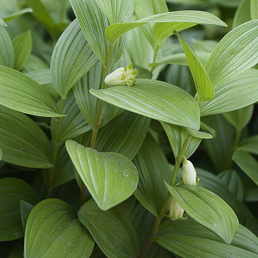 Madal kuutõverohi (6 tk) - Image 4