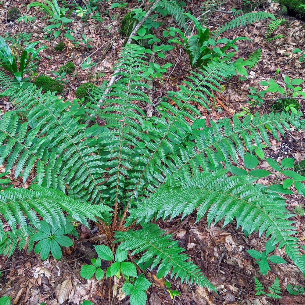 Brauni astelsõnajalg - Image 3