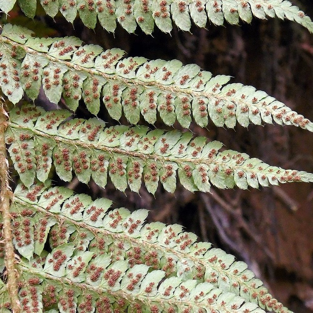 Brauni astelsõnajalg - Image 4