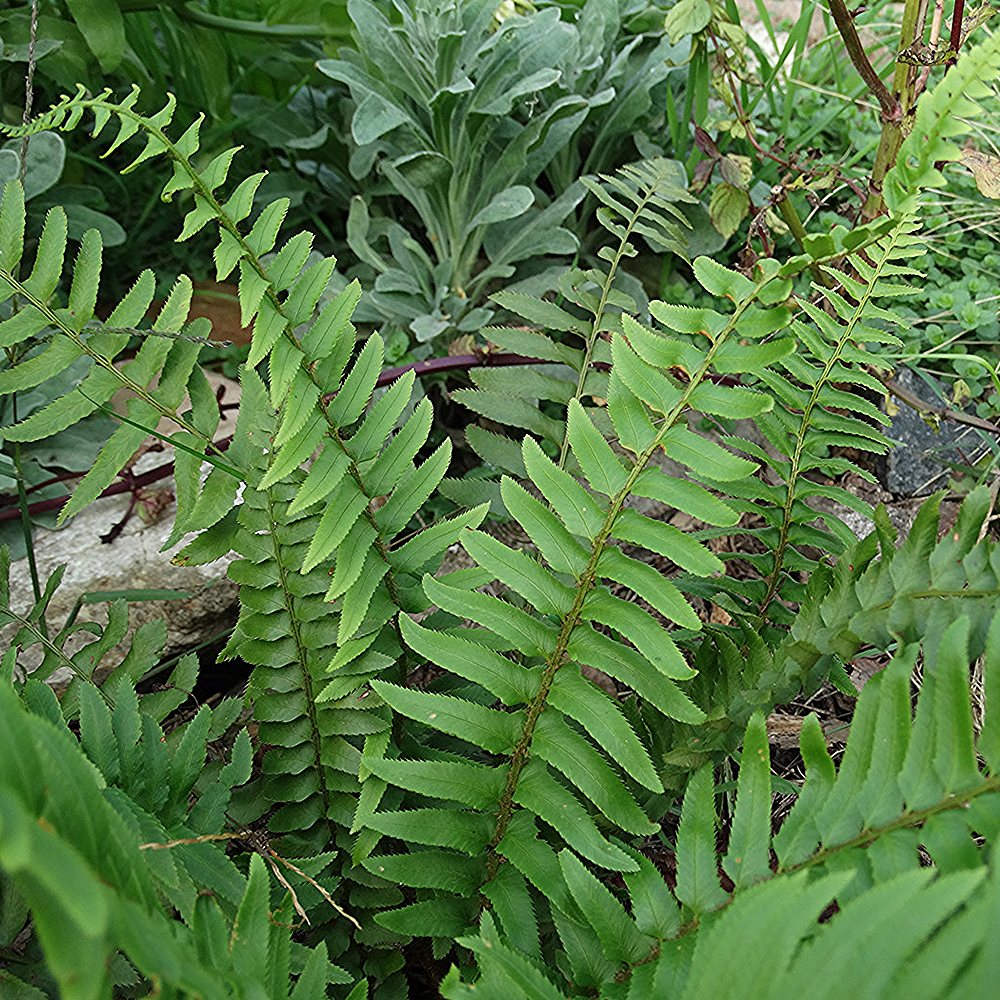 Mõõk-astelsõnajalg (6 tk) - Image 2