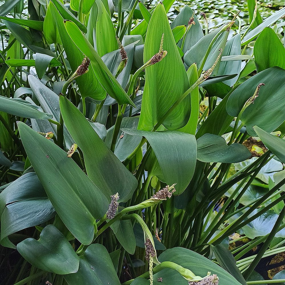 Südajas pontedeeria 'White Pike' (6 tk) - Image 2