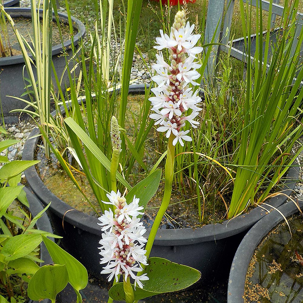 Südajas pontedeeria 'White Pike' (6 tk) - Image 3