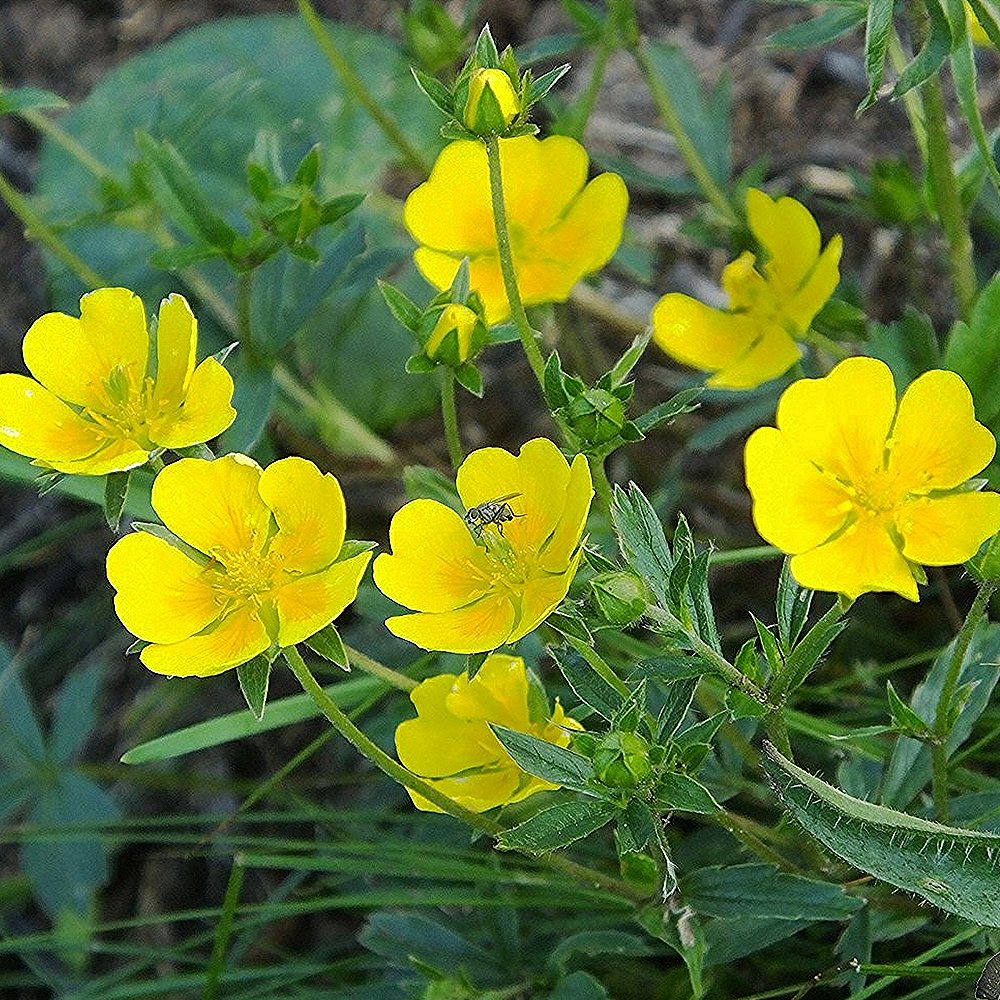 Kuldmaran (6 tk) - Image 3