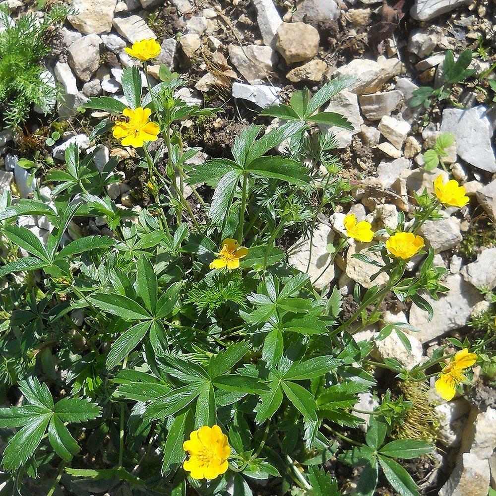 Kuldmaran (6 tk) - Image 4