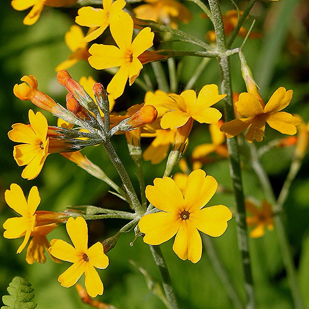 Bulley priimula (6 tk) - Image 3