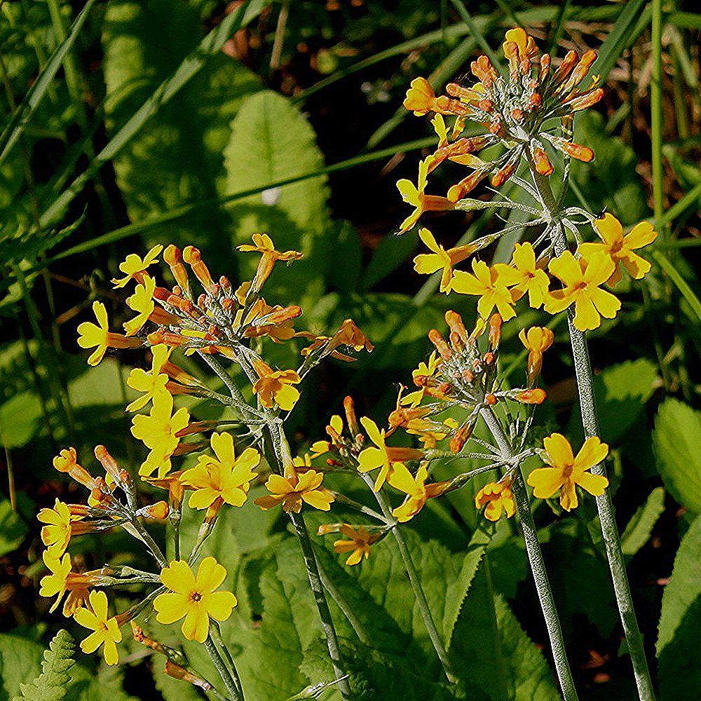 Bulley priimula (6 tk) - Image 4