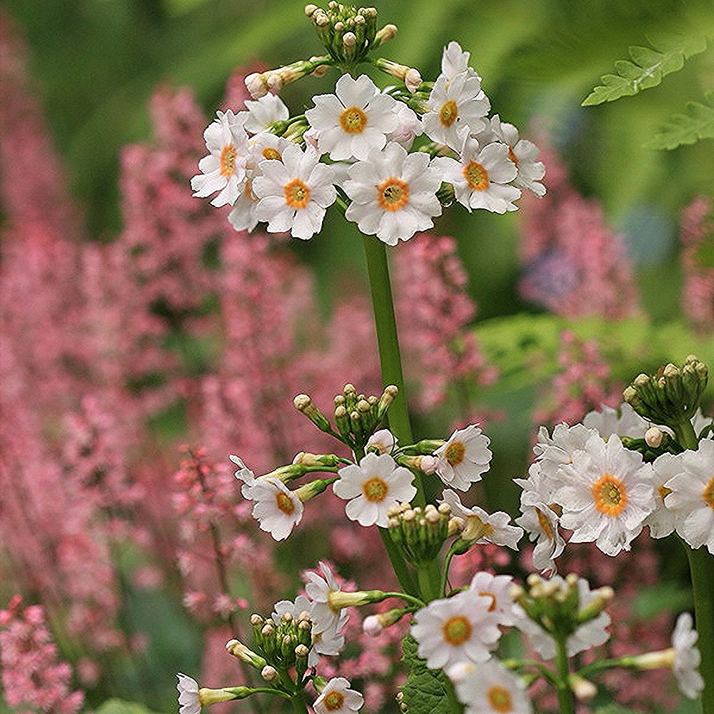 Jaapani priimula 'Alba' - Image 3