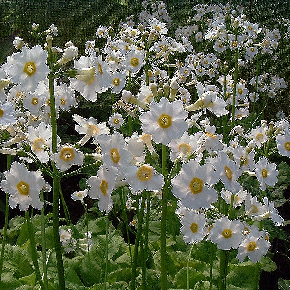 Jaapani priimula 'Alba' - Image 4