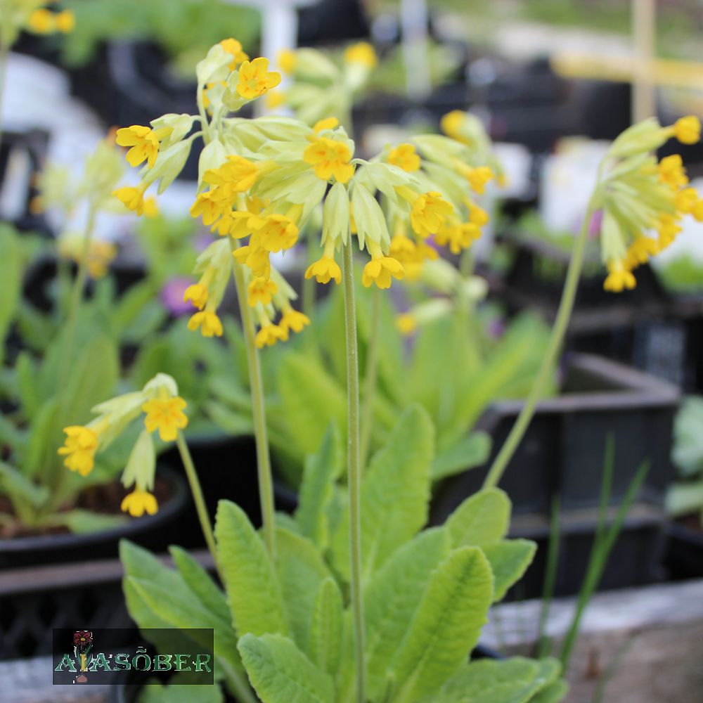 Harilik nurmenukk (6 tk) - Image 3