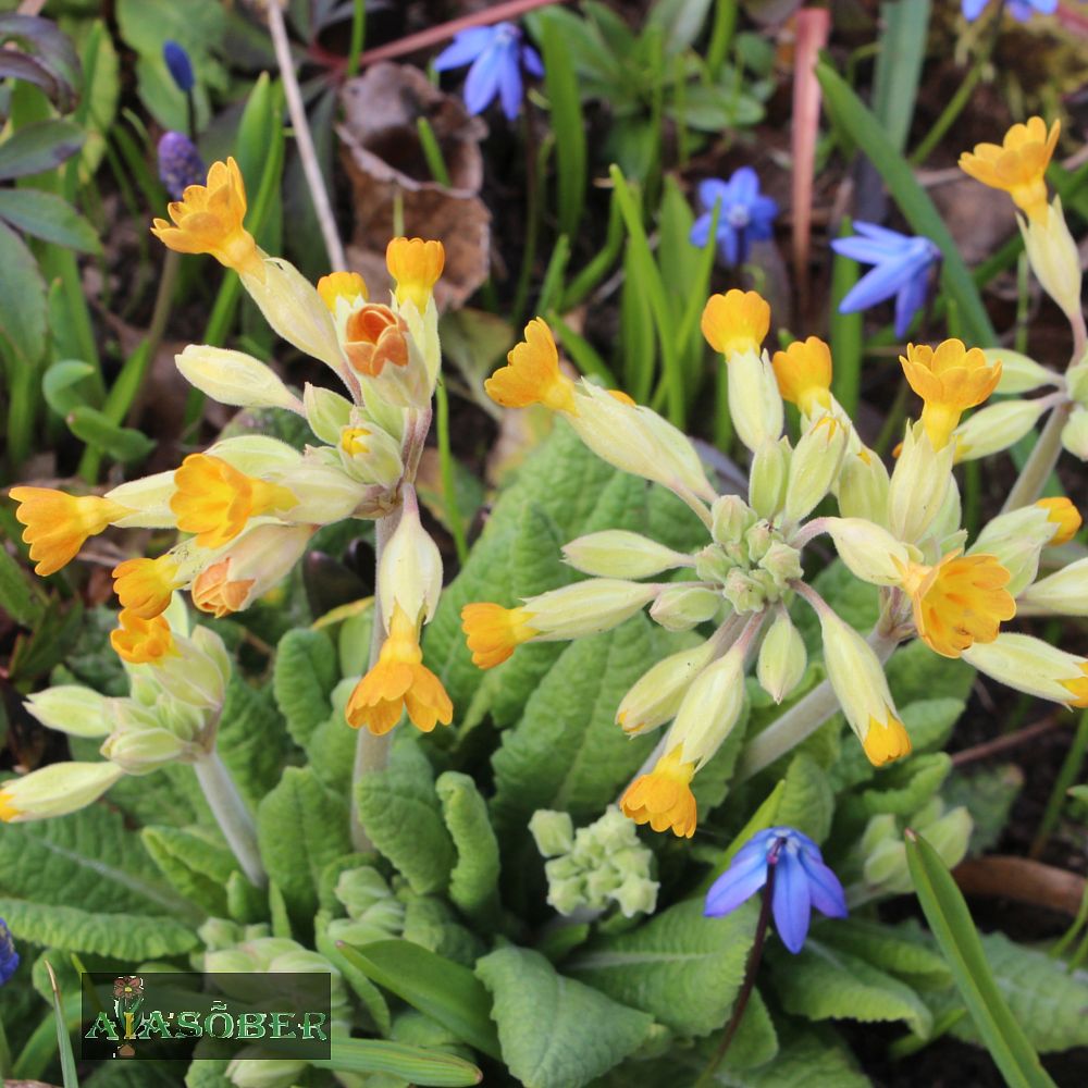 Harilik nurmenukk (6 tk) - Image 4