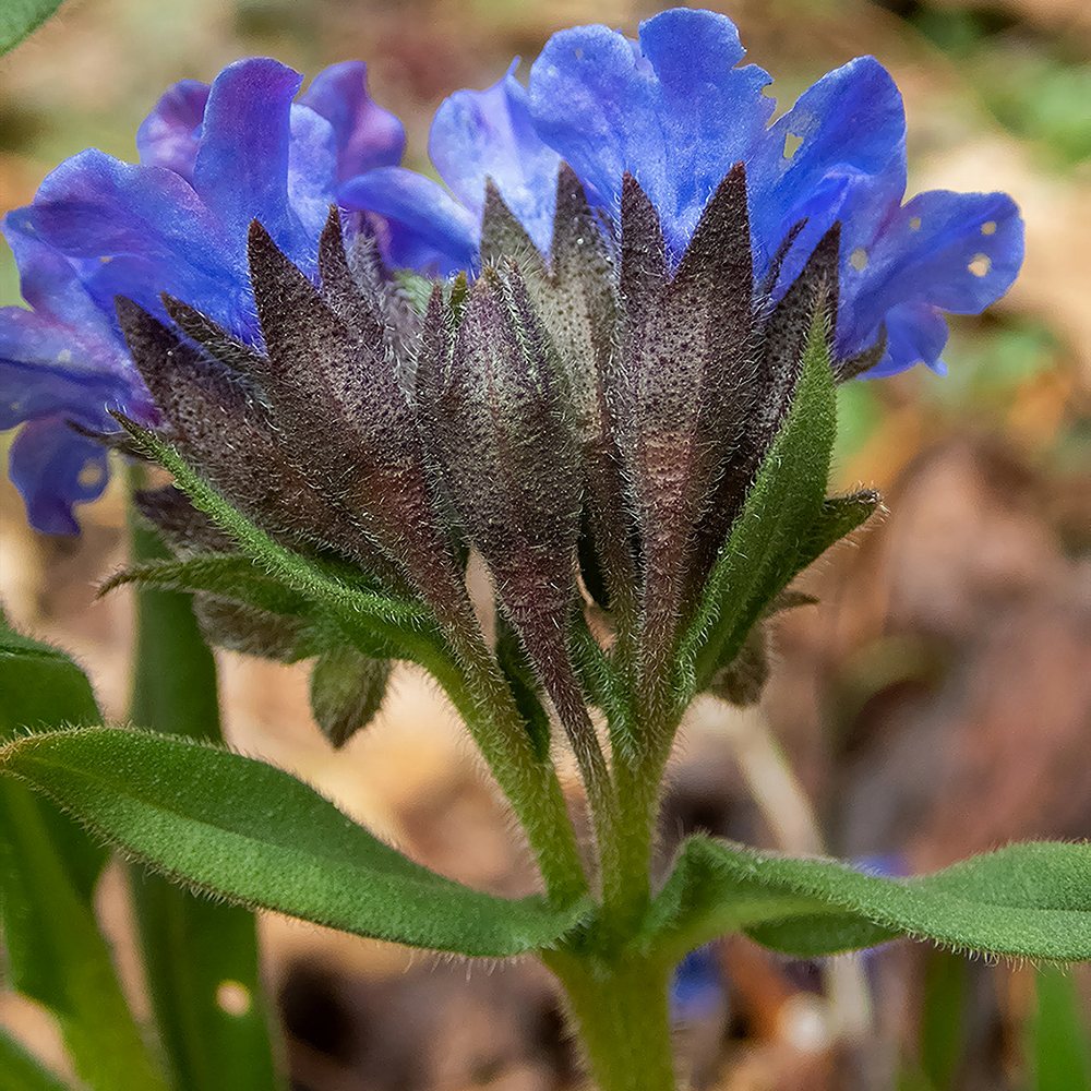 Kopsurohi 'Blue Ensign' (6 tk) - Image 3