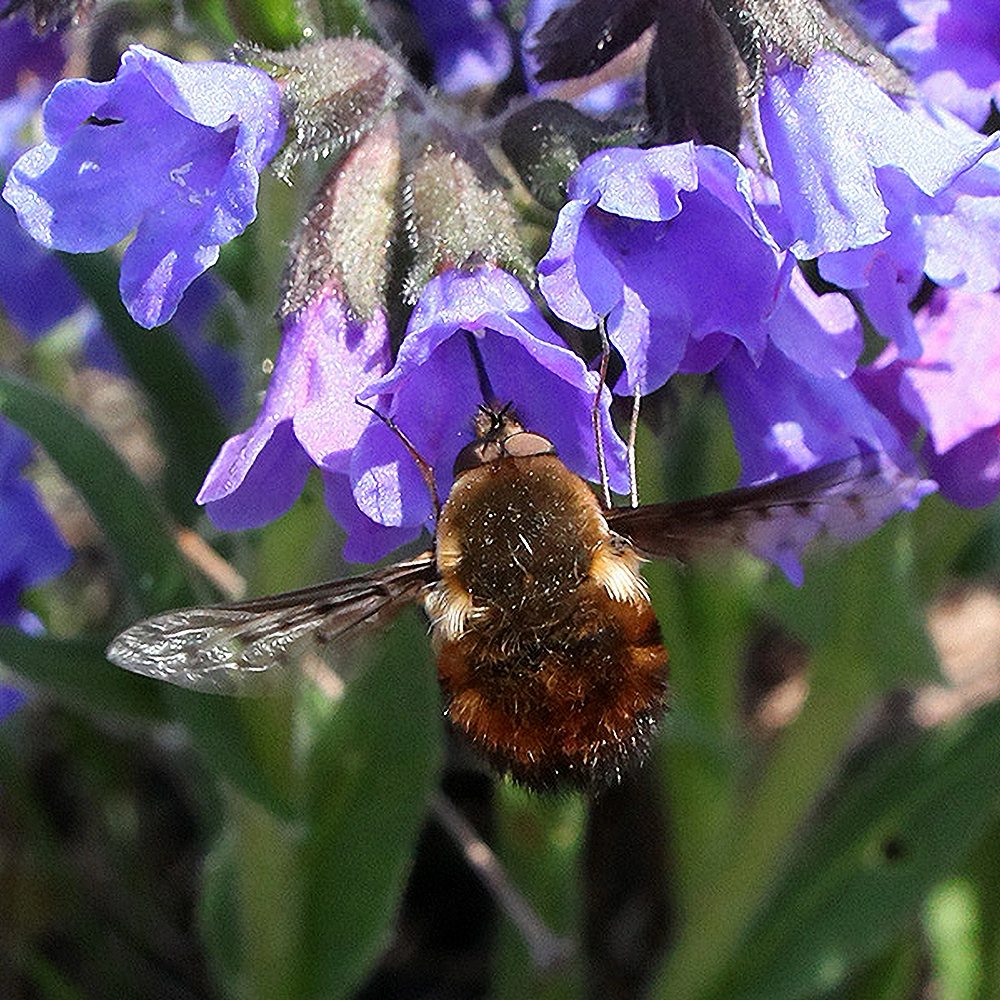Kopsurohi 'Blue Ensign' (6 tk) - Image 4