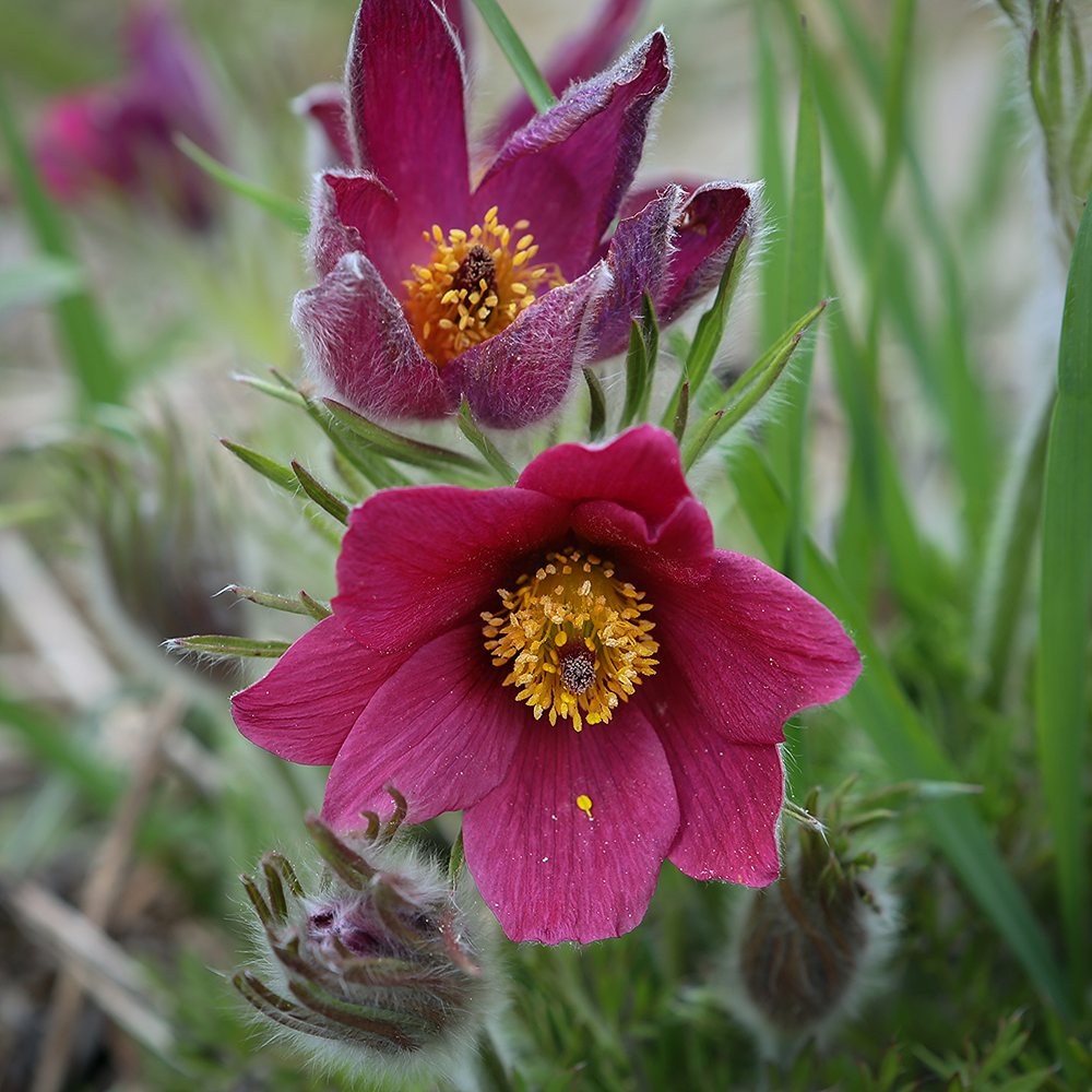 Harilik karukell 'Röde Klokke' (6 tk) - Image 2