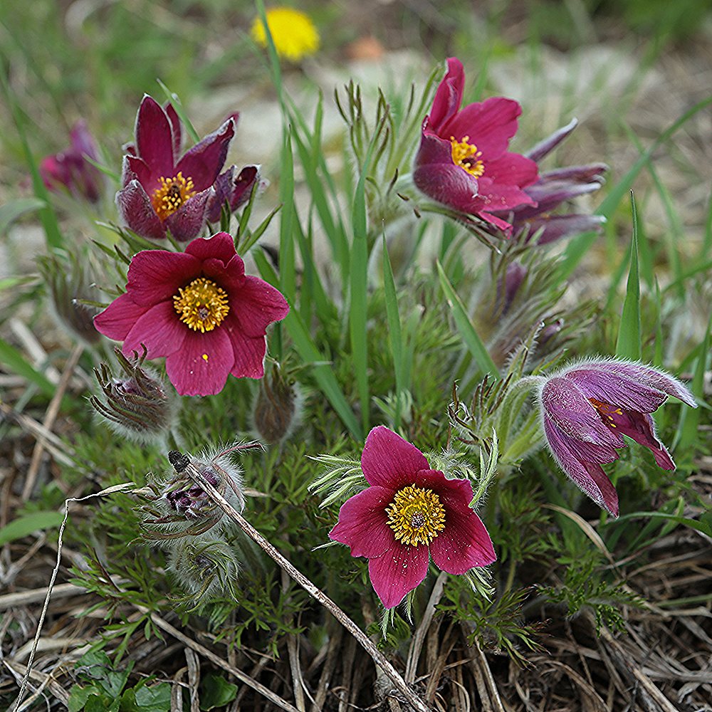 Harilik karukell 'Röde Klokke' (6 tk) - Image 3