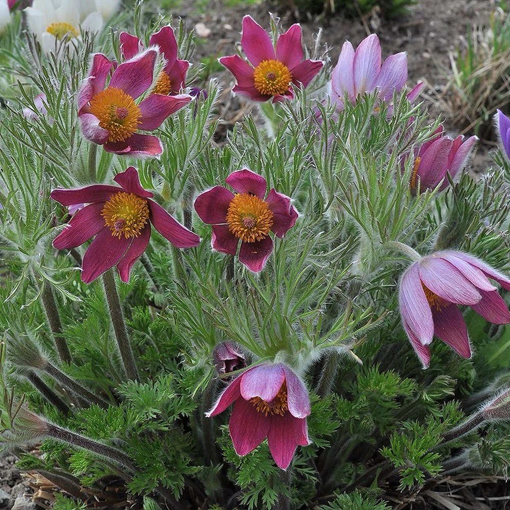 Harilik karukell 'Röde Klokke' (6 tk) - Image 4