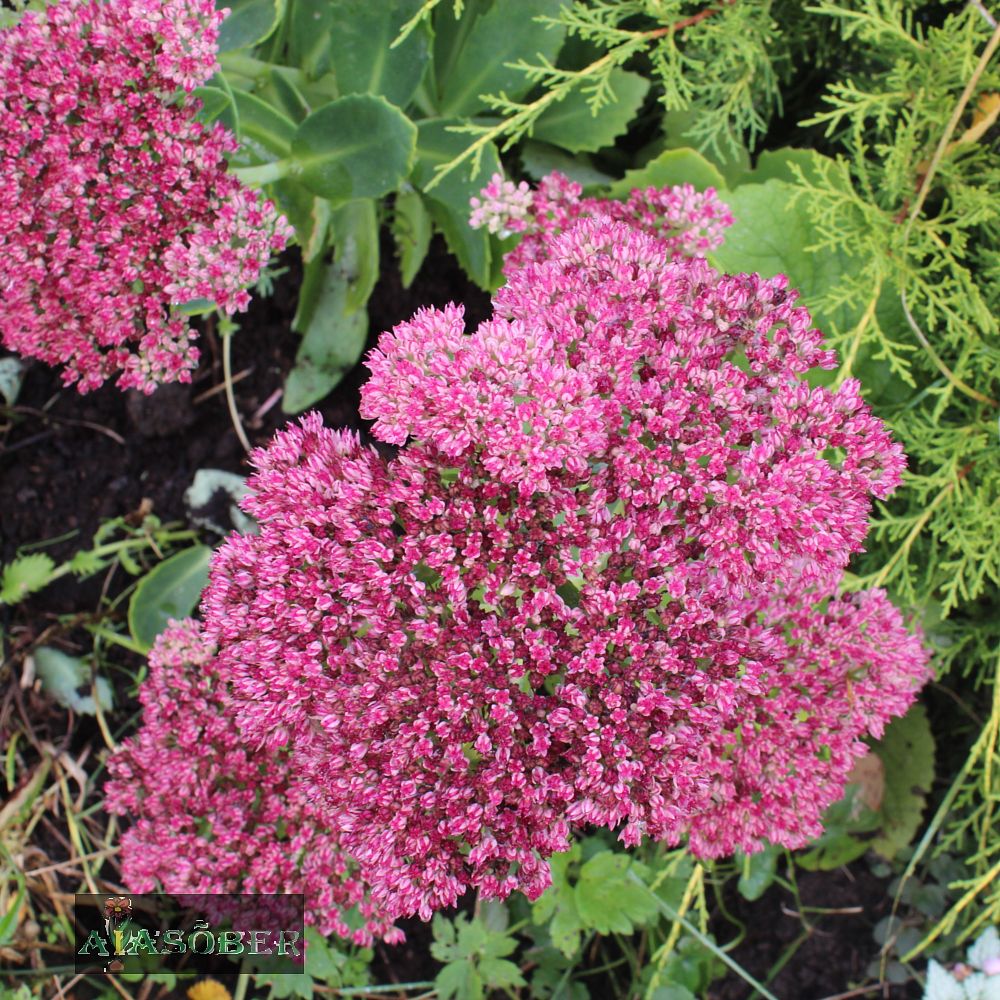 Kukehari 'Brillant' (6 tk) - Image 2