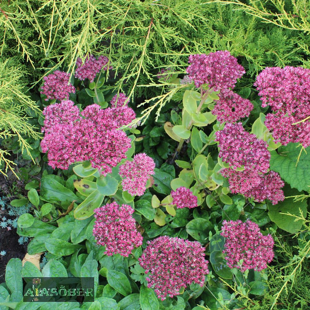 Kukehari 'Brillant' (6 tk) - Image 3