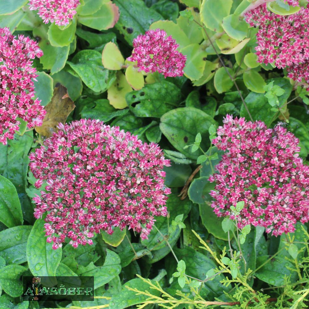 Kukehari 'Brillant' (6 tk) - Image 4