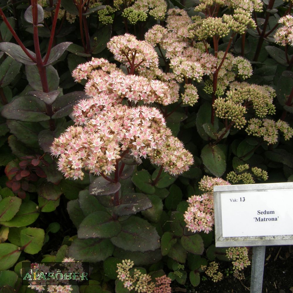 Kukehari 'Matrona' (6 tk) - Image 3