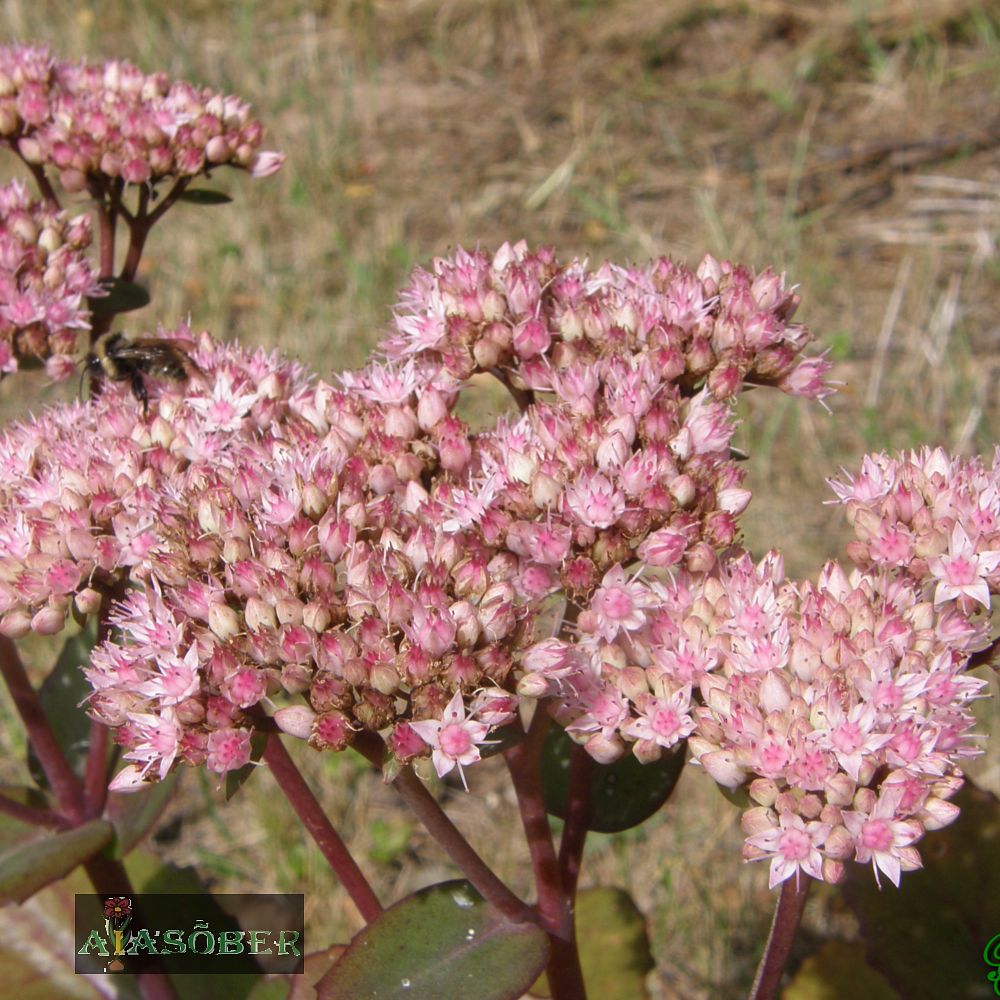 Kukehari 'Matrona' (6 tk) - Image 4
