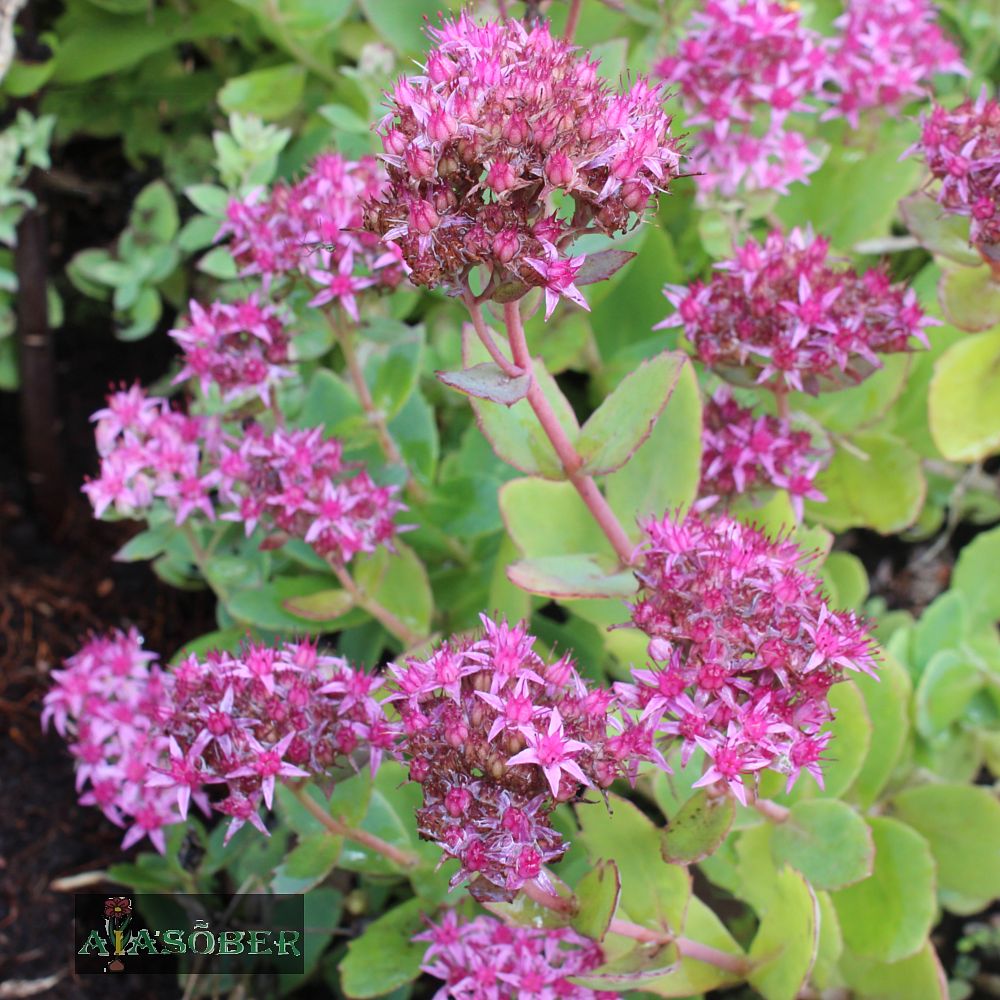 Kukehari 'Carl' (6 tk) - Image 3