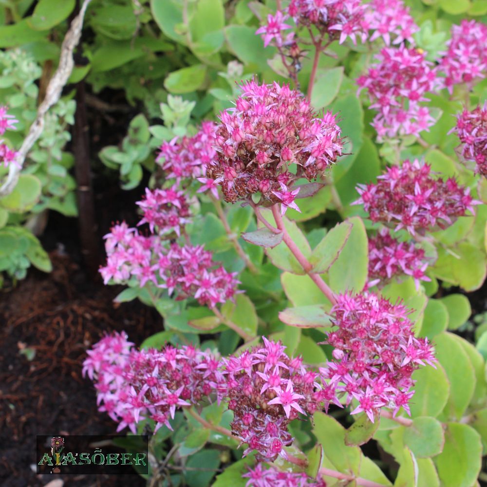 Kukehari 'Carl' (6 tk) - Image 4