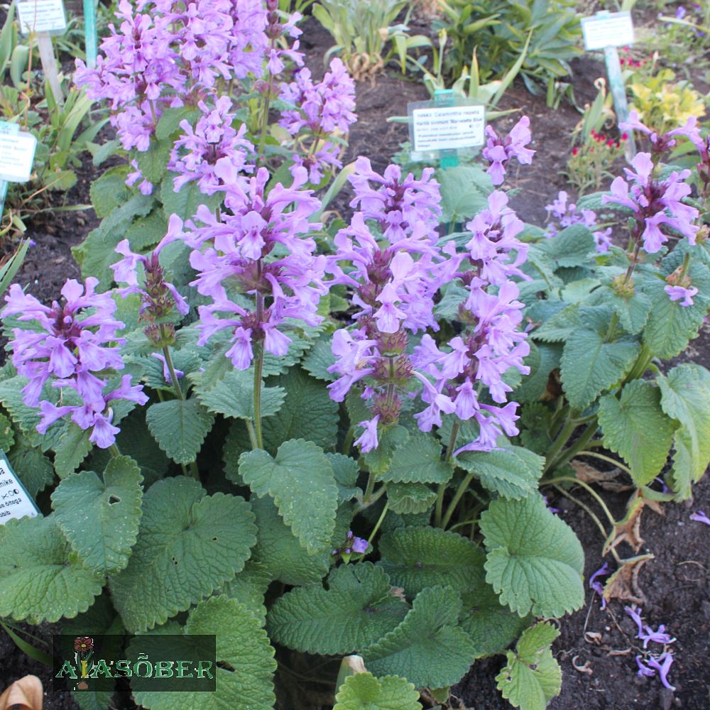 Suureõieline tõnnike - Image 3