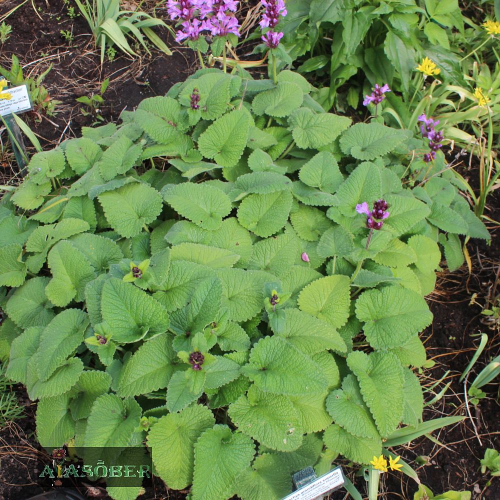 Suureõieline tõnnike - Image 4