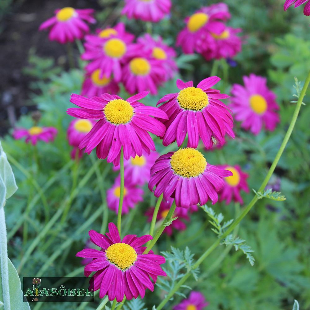 Roosa neitsikummel 'Robinsons Red' - Image 2